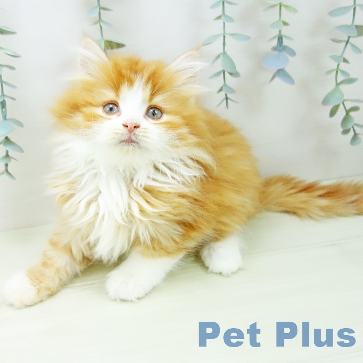 スコティッシュフォールド