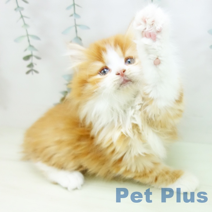 スコティッシュフォールドの写真2