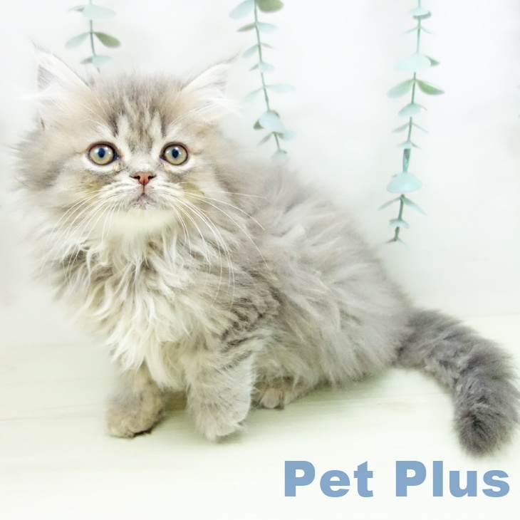 愛知県のスコティッシュフォールド (ペットプラス mozoワンダーシティ店/2025年11月25日生まれ/男の子/ブルータビー)の子猫の1枚目の画像