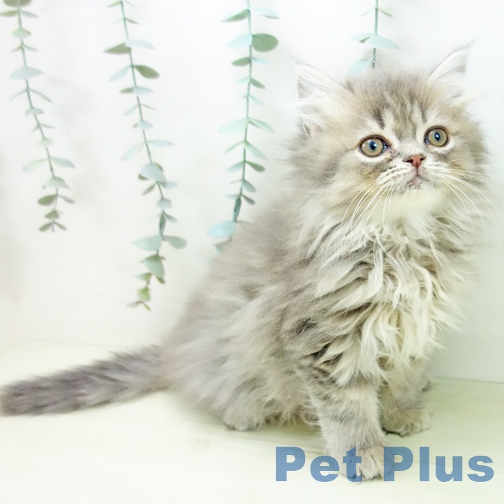 愛知県のスコティッシュフォールド (ペットプラス mozoワンダーシティ店/2025年11月25日生まれ/男の子/ブルータビー)の子猫の2枚目の画像