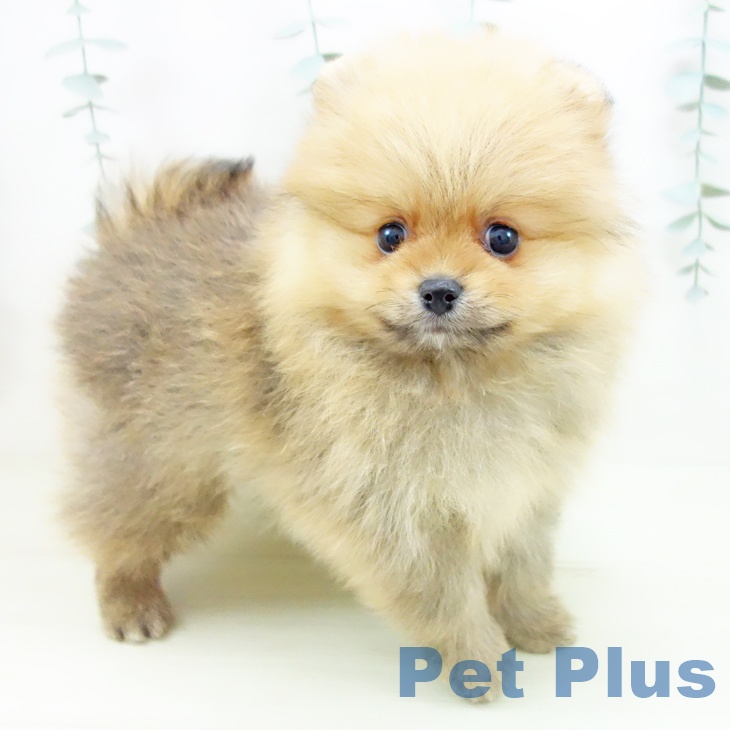 愛知県のポメラニアン (ペットプラス 名古屋茶屋店/2025年11月30日生まれ/男の子/オレンジ)の子犬の1枚目の画像