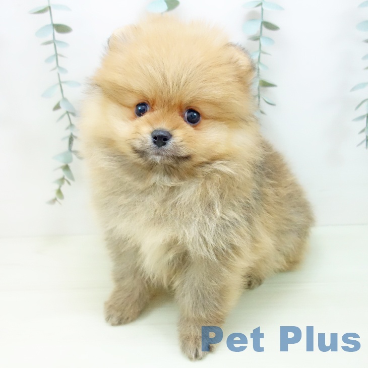 愛知県のポメラニアン (ペットプラス 名古屋茶屋店/2025年11月30日生まれ/男の子/オレンジ)の子犬の2枚目の画像