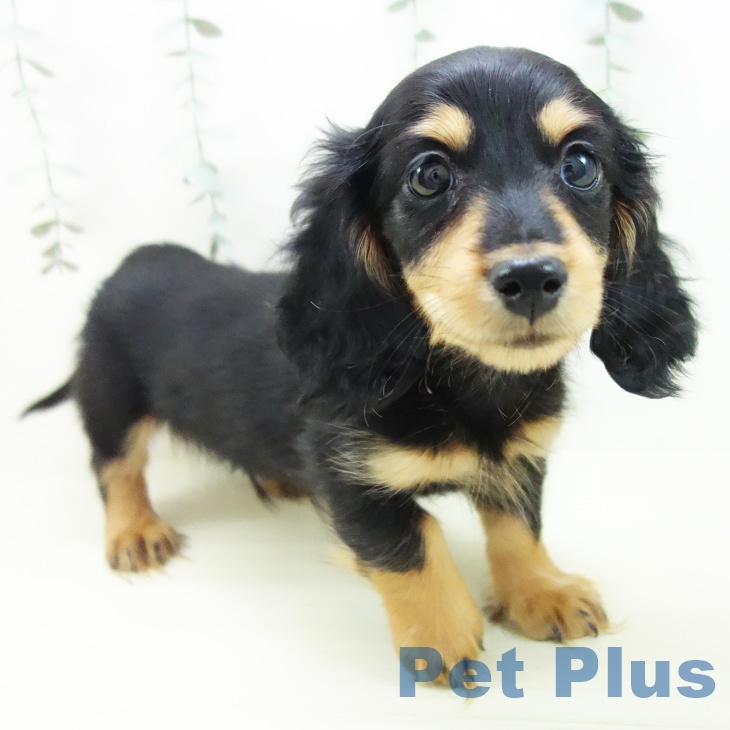 三重県のミニチュアダックスフンド(ロング) (ペットプラス 津南店/2025年12月2日生まれ/男の子/ブラックタン)の子犬の1枚目の画像