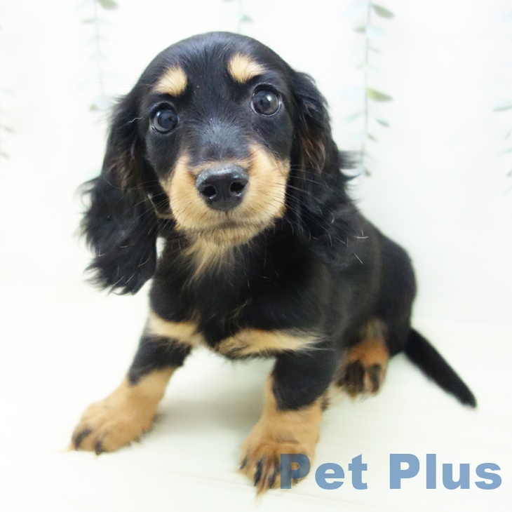 愛知県のミニチュアダックスフンド(ロング) (ペットプラス みなと店/2025年12月2日生まれ/女の子/ブラックタン)の子犬の2枚目の画像