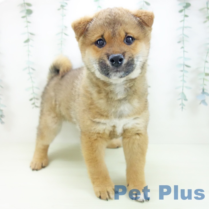 愛知県の柴犬(標準サイズ) (ペットプラス 豊橋牧野店/2025年11月28日生まれ/男の子/赤)の子犬の1枚目の画像