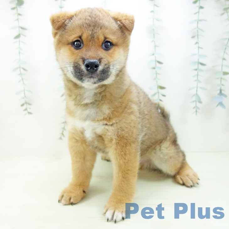 愛知県の柴犬(標準サイズ) (ペットプラス 豊橋牧野店/2025年11月28日生まれ/男の子/赤)の子犬の2枚目の画像