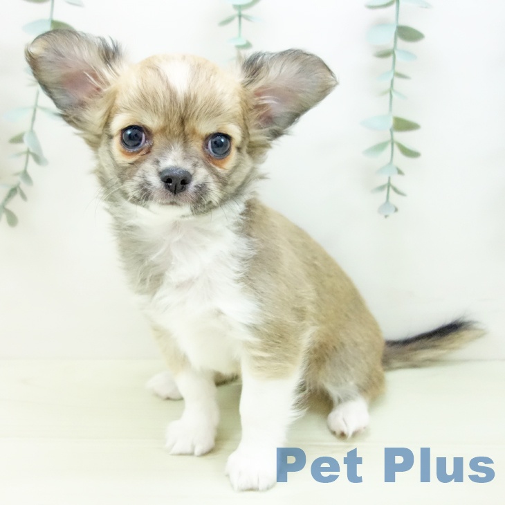 愛知県のチワワ(ロング) (ペットプラス イオンモール豊川店/2025年12月2日生まれ/男の子/フォーンホワイト)の子犬の2枚目の画像