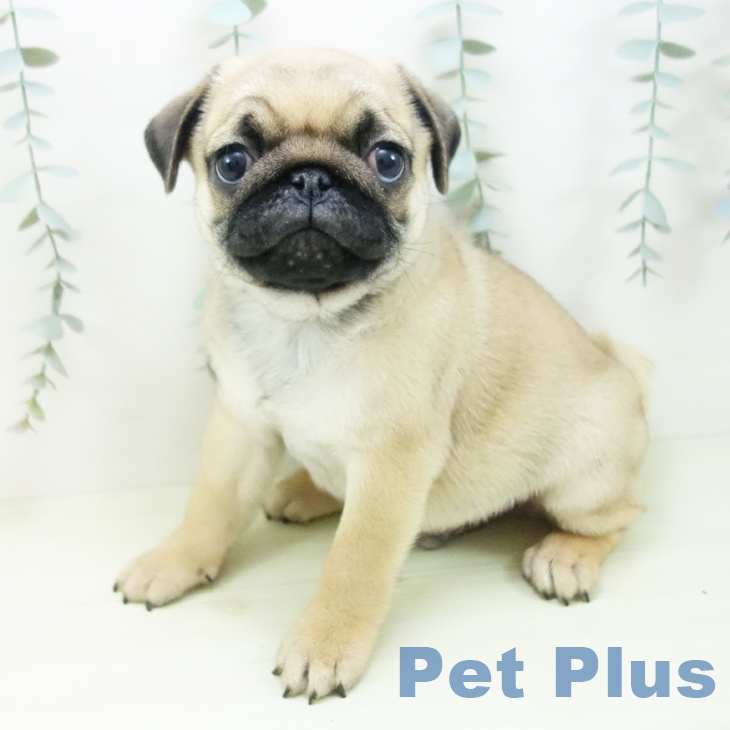 愛知県のパグ (ペットプラス 則武新町店/2025年11月25日生まれ/男の子/フォーン)の子犬の2枚目の画像