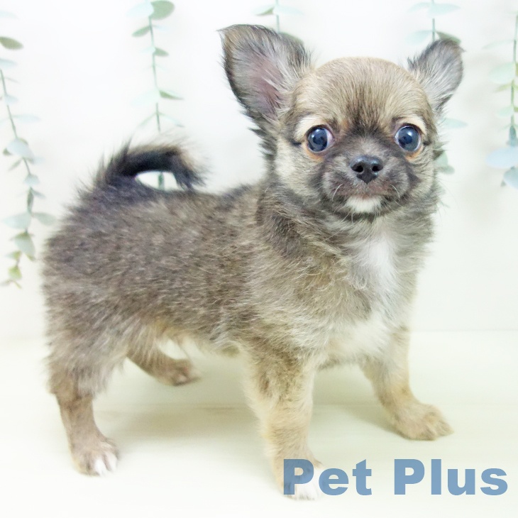 三重県のチワワ(ロング) (ペットプラス 鈴鹿店/2025年12月2日生まれ/男の子/フォーン)の子犬の2枚目の画像