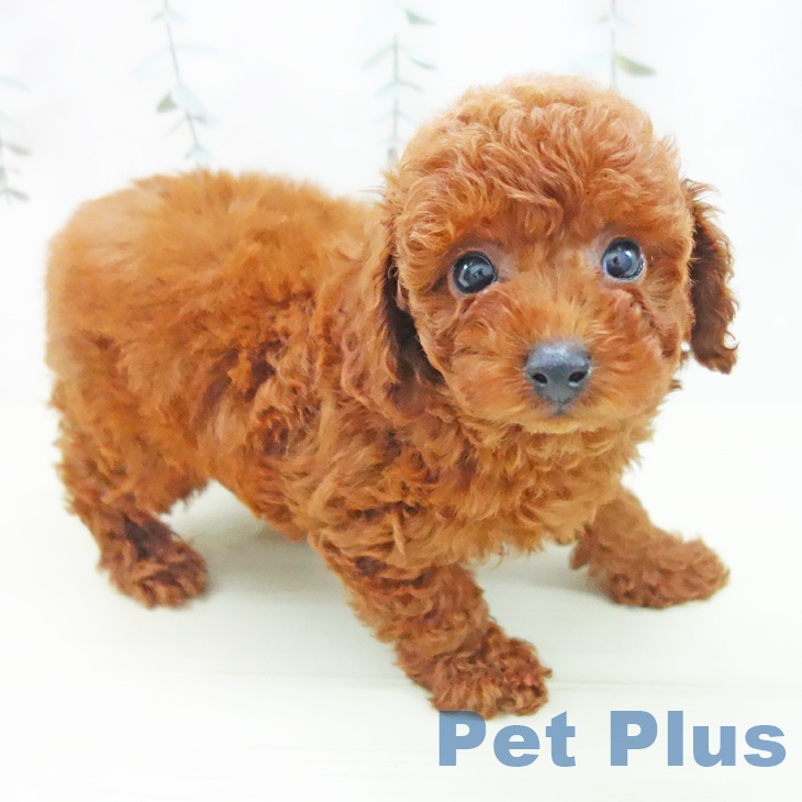 愛知県のトイプードル(トイ) (ペットプラス みなと店/2025年12月2日生まれ/男の子/レッド)の子犬の2枚目の画像