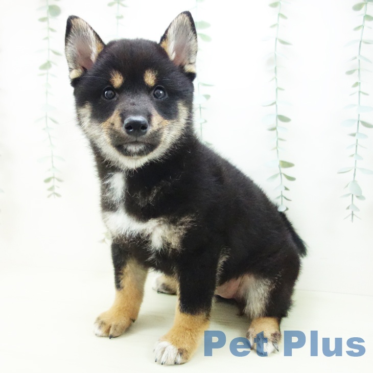 愛知県の柴犬(標準サイズ) (ペットプラス イオンモール豊川店/2025年12月3日生まれ/女の子/黒)の子犬の1枚目の画像