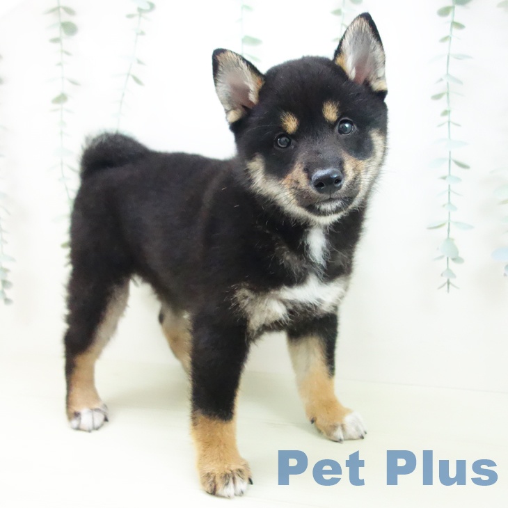 愛知県の柴犬(標準サイズ) (ペットプラス イオンモール豊川店/2025年12月3日生まれ/女の子/黒)の子犬の2枚目の画像