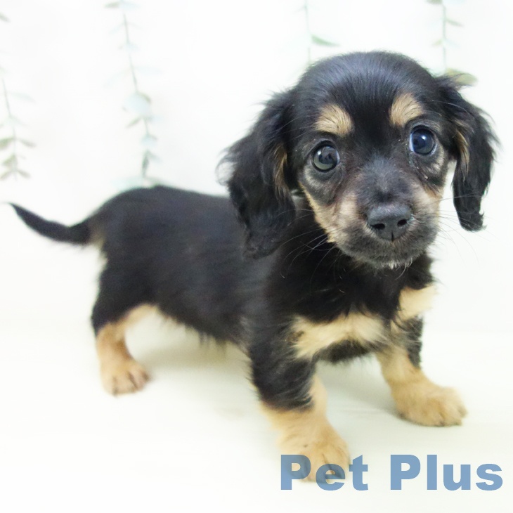 ミニチュア・ダックスフンド