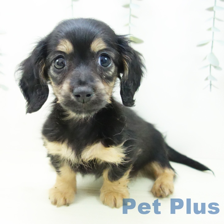 愛知県のミニチュアダックスフンド(ロング) (ペットプラス イオンモール長久手店/2025年11月28日生まれ/女の子/ブラックイエロー)の子犬の2枚目の画像