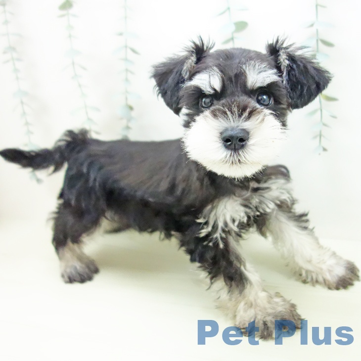 ミニチュア・シュナウザーの写真2