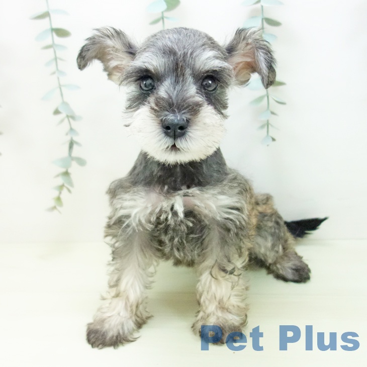 ミニチュア・シュナウザーの写真2