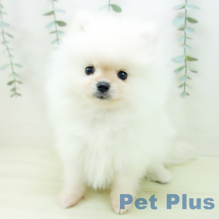 ポメラニアンの写真2
