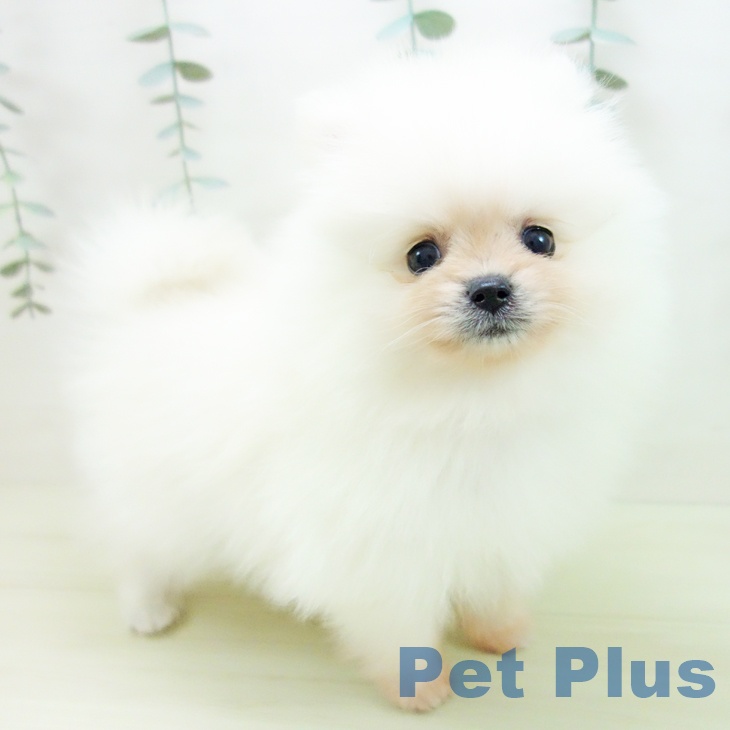 岐阜県のポメラニアン (ペットプラス 各務原店/2025年12月1日生まれ/女の子/クリーム)の子犬の1枚目の画像