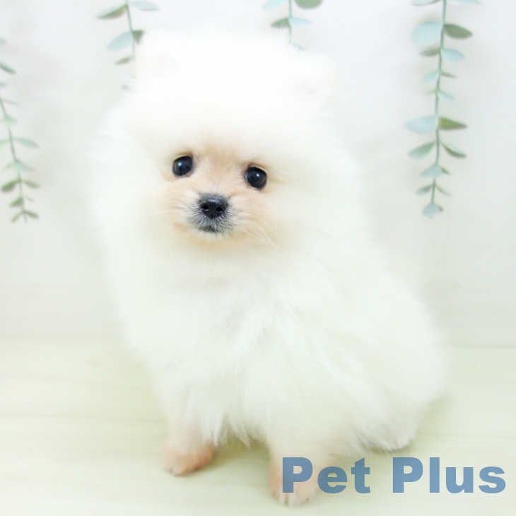 岐阜県のポメラニアン (ペットプラス 各務原店/2025年12月1日生まれ/女の子/クリーム)の子犬の2枚目の画像