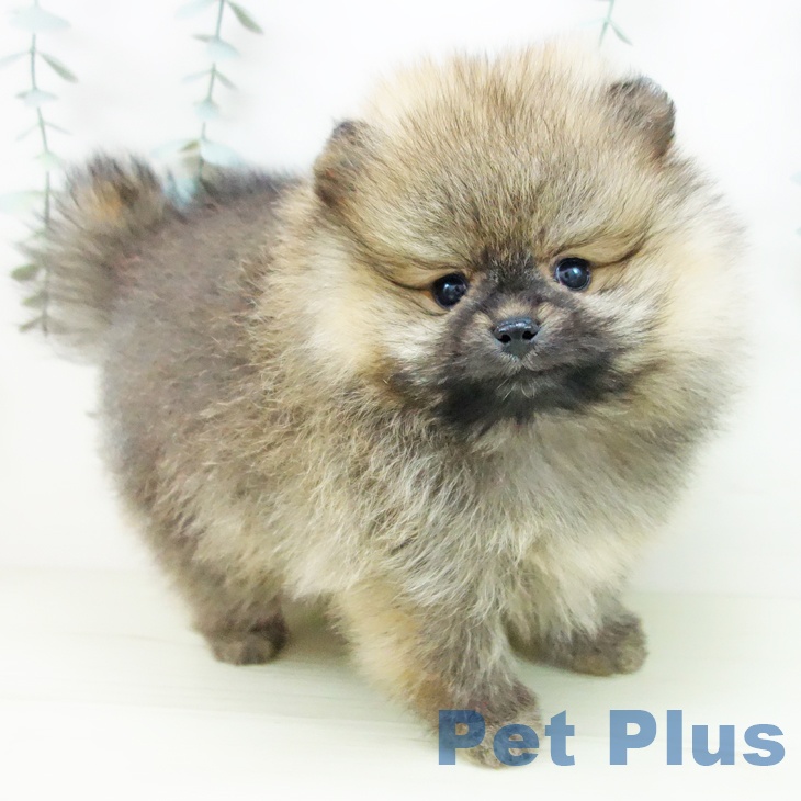 愛知県のポメラニアン (ペットプラス ナゴヤドーム前店/2025年12月2日生まれ/男の子/オレンジ)の子犬の1枚目の画像