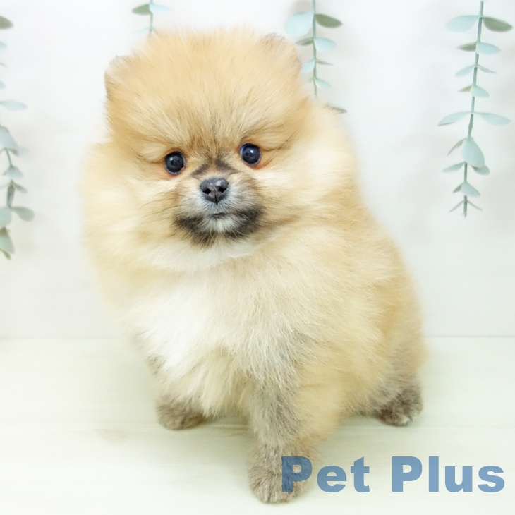愛知県のポメラニアン (ペットプラス 岡崎店/2025年12月2日生まれ/女の子/オレンジ)の子犬の2枚目の画像