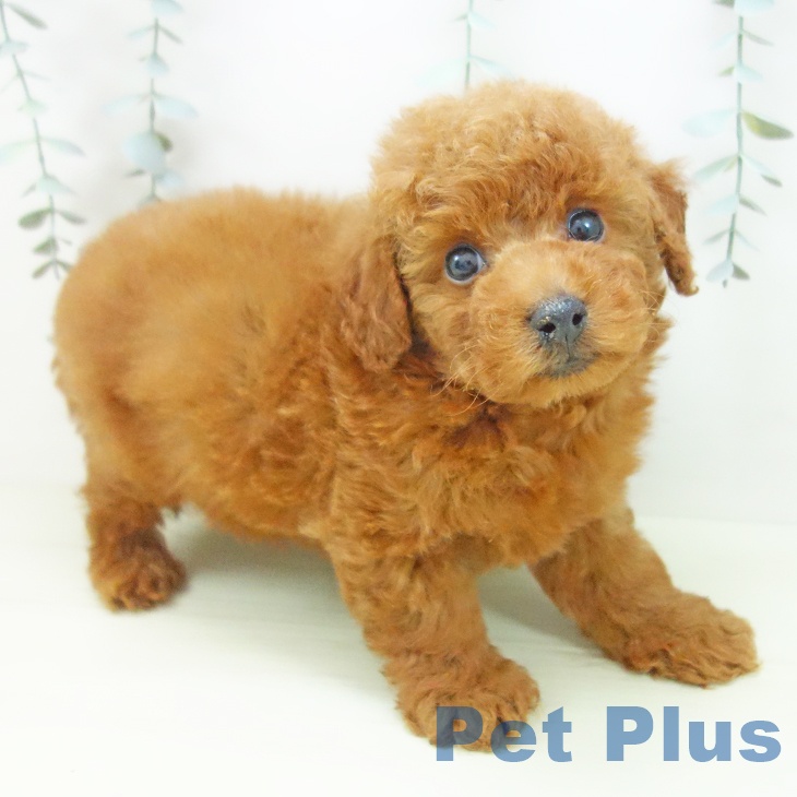 三重県のトイプードル(トイ) (ペットプラス 東員店/2025年12月3日生まれ/男の子/レッド)の子犬の2枚目の画像