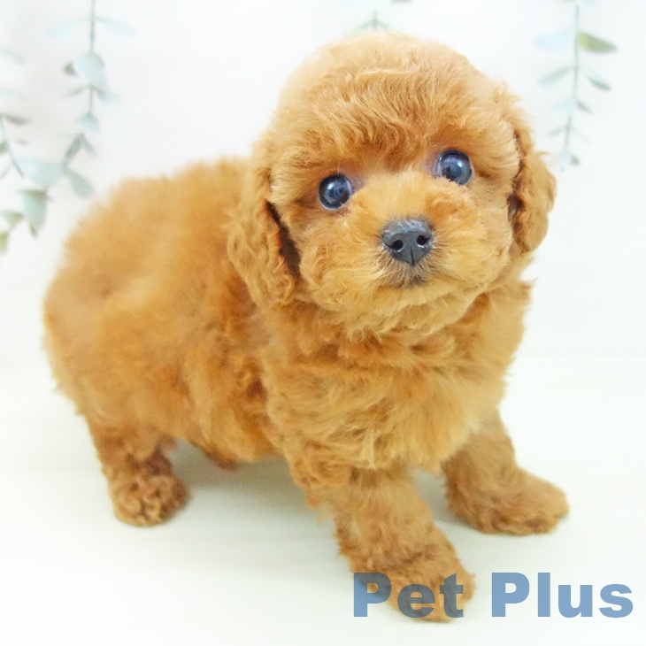 トイ・プードル