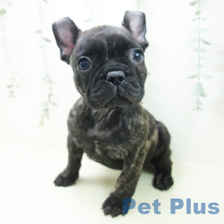 三重県のフレンチブルドッグ (ペットプラス 鈴鹿店/2025年12月3日生まれ/男の子/ブリンドル)の子犬の2枚目の画像