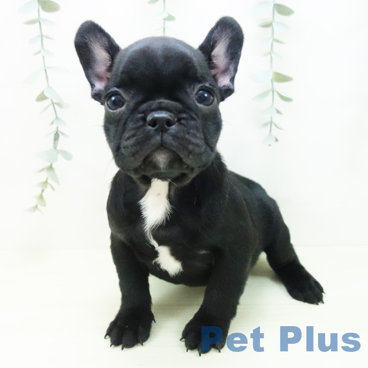 愛知県のフレンチブルドッグ (ペットプラス 豊田店/2025年12月3日生まれ/女の子/ブリンドル)の子犬の1枚目の画像