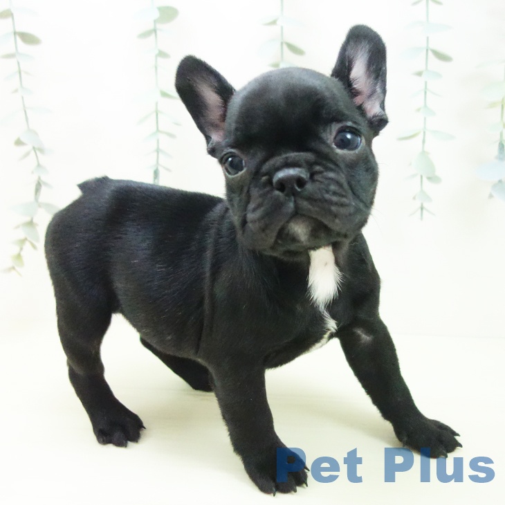愛知県のフレンチブルドッグ (ペットプラス 豊田店/2025年12月3日生まれ/女の子/ブリンドル)の子犬の2枚目の画像