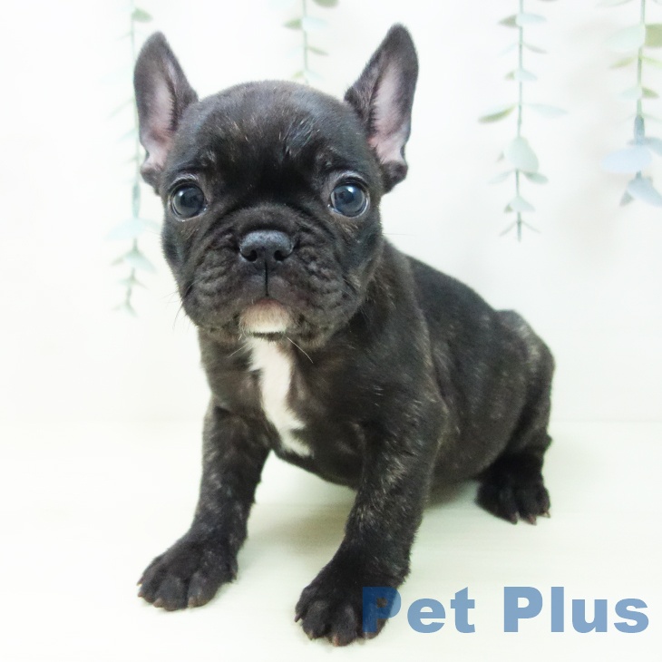 フレンチ・ブルドッグ