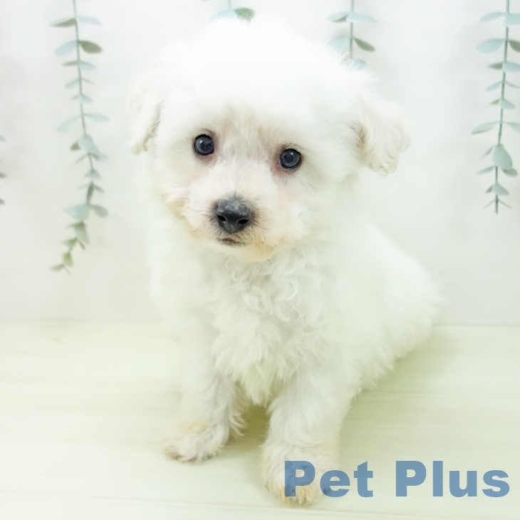 ビション・フリーゼ