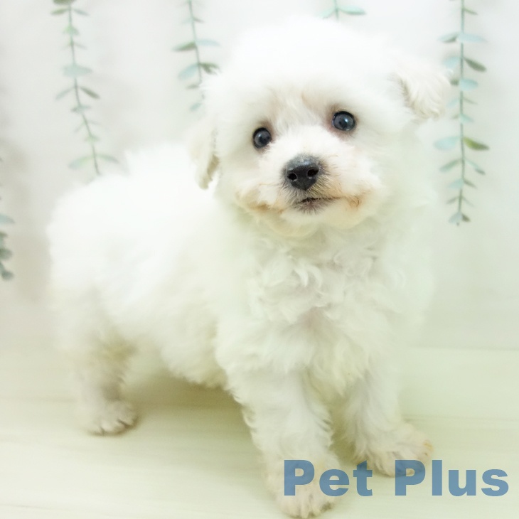 愛知県のビションフリーゼ (ペットプラス 千音寺店/2025年11月29日生まれ/男の子/ホワイト)の子犬の2枚目の画像