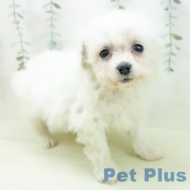 ビション・フリーゼ