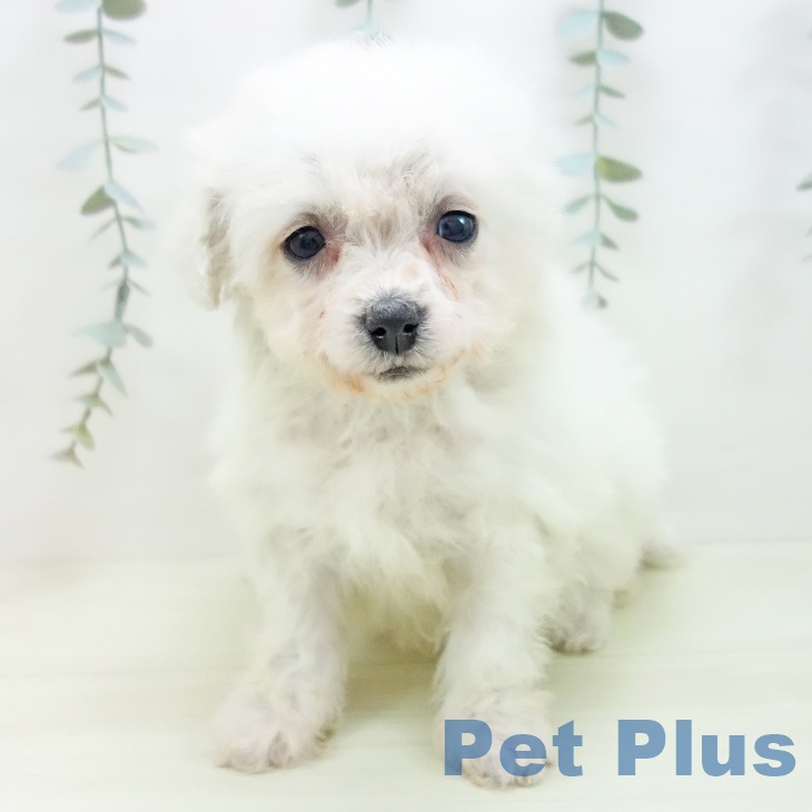 ビション・フリーゼの写真2