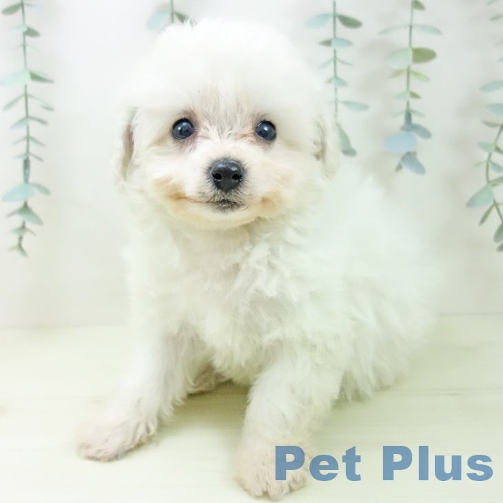 愛知県のビションフリーゼ (ペットプラス mozoワンダーシティ店/2025年11月29日生まれ/女の子/ホワイト)の子犬の2枚目の画像