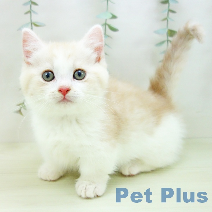 熊本県のミヌエット (ペットプラス 熊本店/2025年11月30日生まれ/男の子/クリームタビーホワイト)の子猫