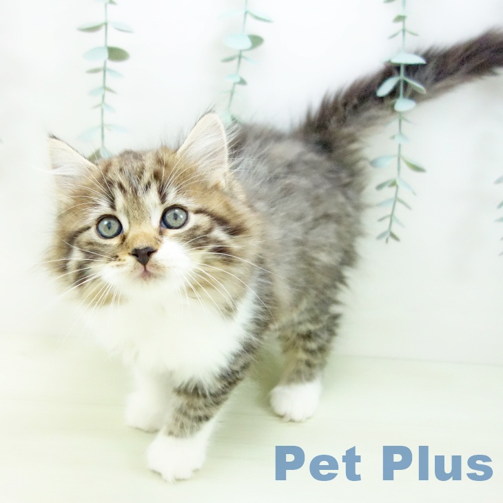愛知県のサイベリアン (ペットプラス 豊橋牧野店/2025年11月26日生まれ/女の子/ブラウンタビーホワイト)の子猫の1枚目の画像