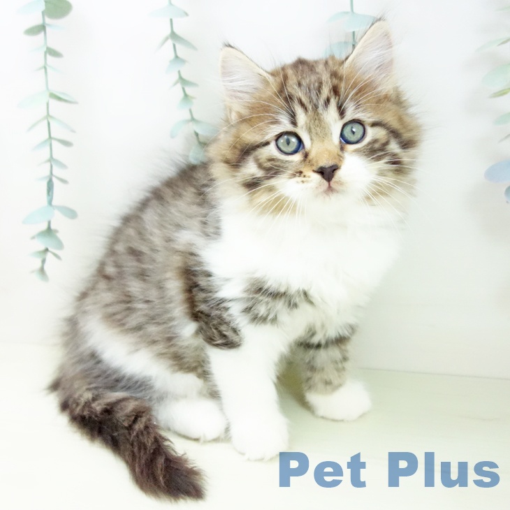 愛知県のサイベリアン (ペットプラス 豊橋牧野店/2025年11月26日生まれ/女の子/ブラウンタビーホワイト)の子猫の2枚目の画像