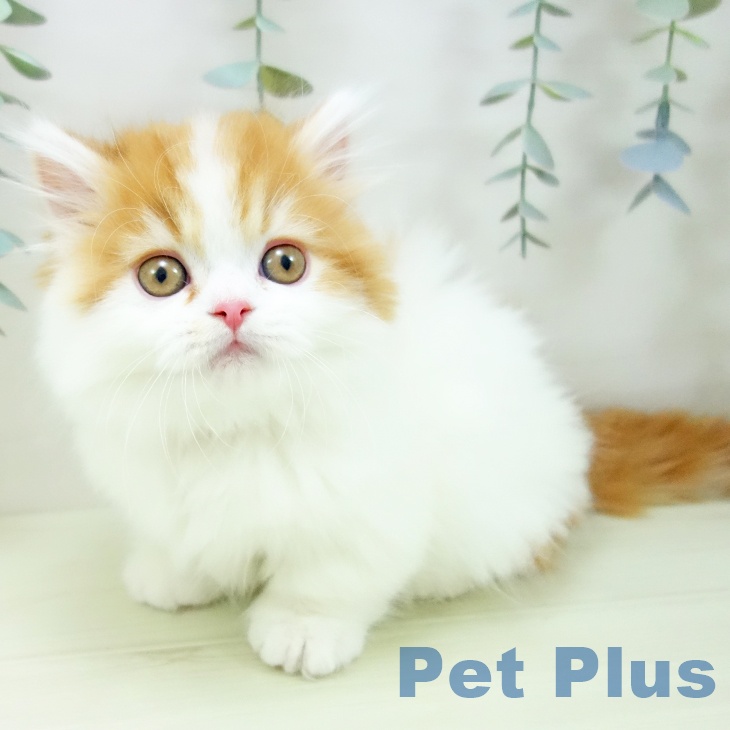 ミヌエットの写真2