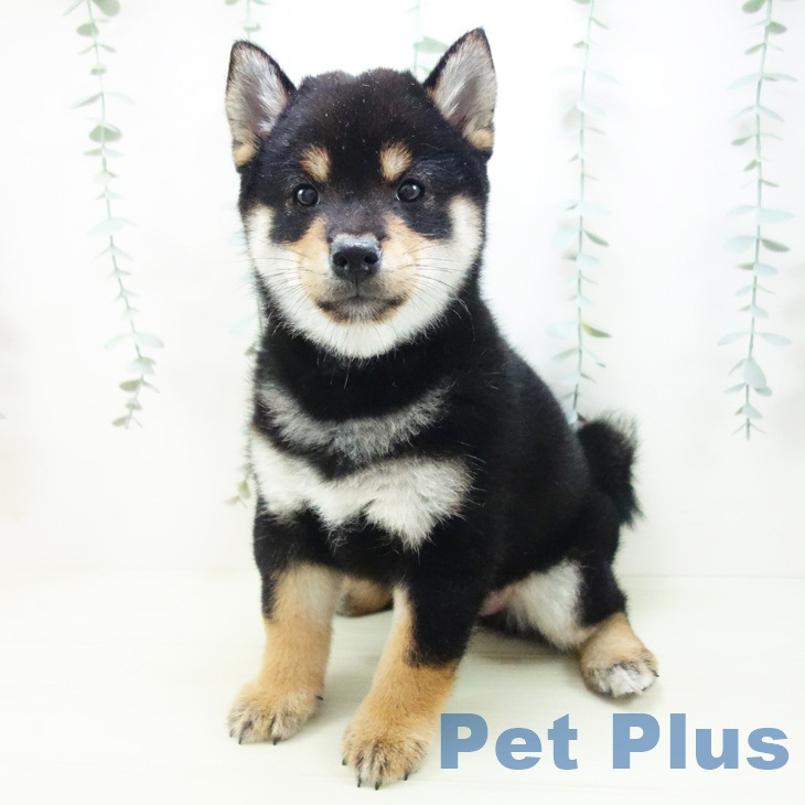 岐阜県の柴犬(標準サイズ) (ペットプラス 各務原店/2025年12月3日生まれ/男の子/黒)の子犬の1枚目の画像