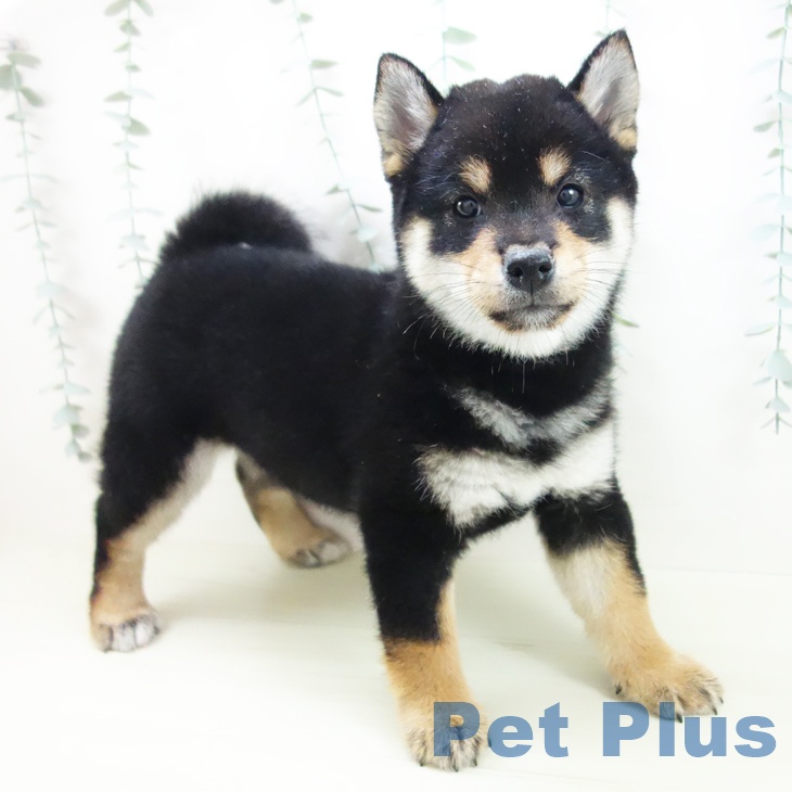 岐阜県の柴犬(標準サイズ) (ペットプラス 各務原店/2025年12月3日生まれ/男の子/黒)の子犬の2枚目の画像