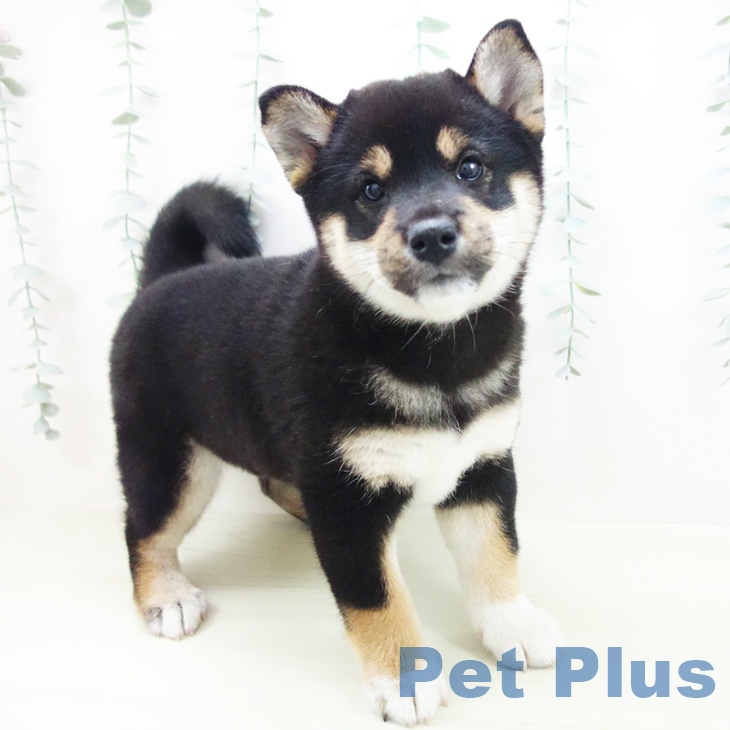 福井県の柴犬(標準サイズ) (ペットプラス 福井店/2025年12月3日生まれ/女の子/黒)の子犬の1枚目の画像