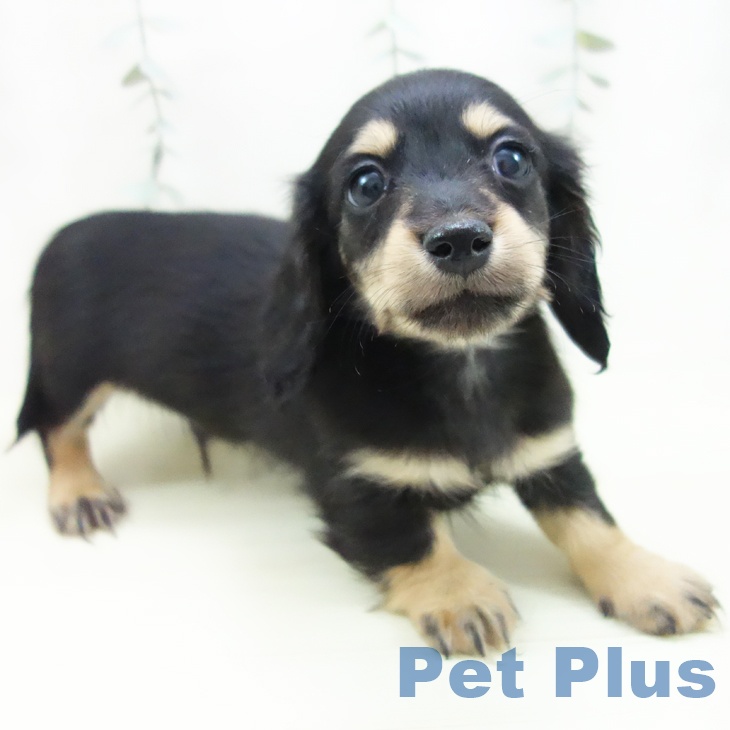 愛知県のミニチュアダックスフンド(ロング) (ペットプラス 則武新町店/2025年12月4日生まれ/男の子/ブラックタン)の子犬の2枚目の画像
