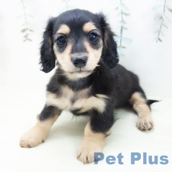 愛知県のミニチュアダックスフンド(ロング) (ペットプラス mozoワンダーシティ店/2025年12月4日生まれ/女の子/ブラックイエロー)の子犬の1枚目の画像