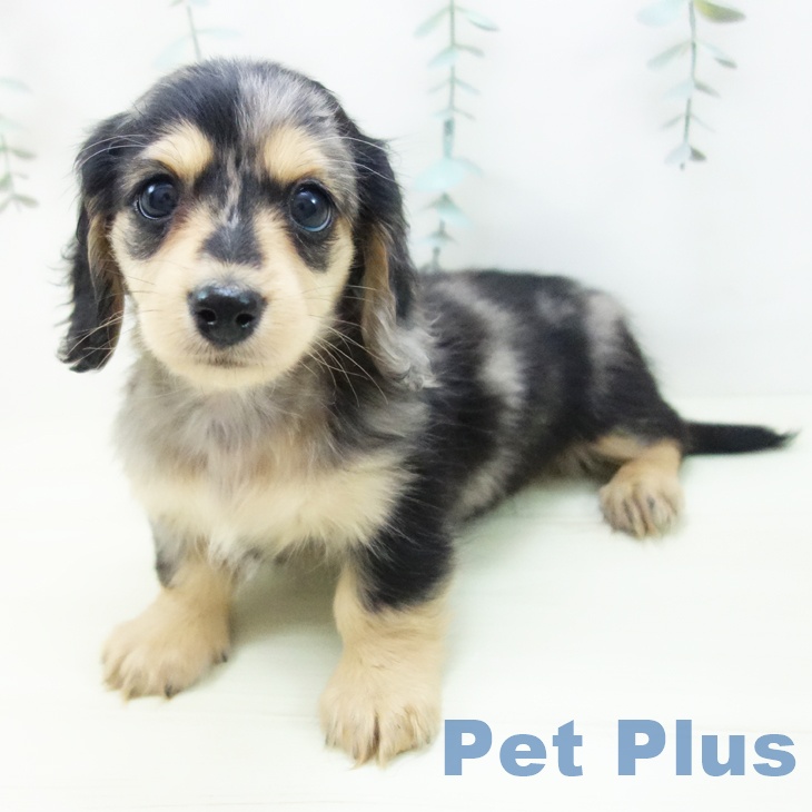 愛知県のミニチュアダックスフンド(ロング) (ペットプラス 則武新町店/2025年12月4日生まれ/女の子/シルバーダップル)の子犬の1枚目の画像