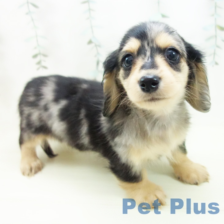 愛知県のミニチュアダックスフンド(ロング) (ペットプラス 則武新町店/2025年12月4日生まれ/女の子/シルバーダップル)の子犬の2枚目の画像