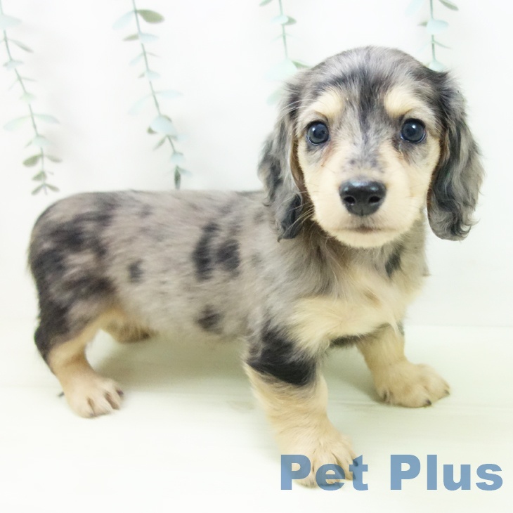 愛知県のミニチュアダックスフンド(ロング) (ペットプラス ナゴヤドーム前店/2025年12月4日生まれ/女の子/シルバーダップル)の子犬の1枚目の画像