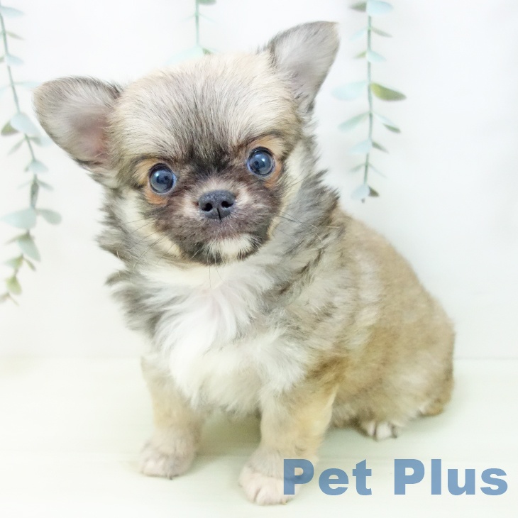 愛知県のチワワ(ロング) (ペットプラス 名古屋茶屋店/2025年11月26日生まれ/男の子/フォーンホワイト)の子犬の2枚目の画像