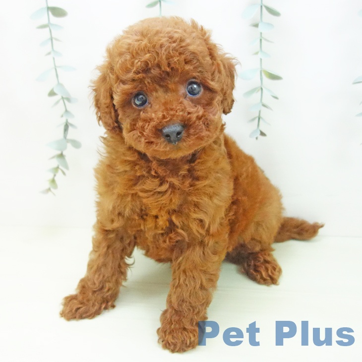 トイ・プードル